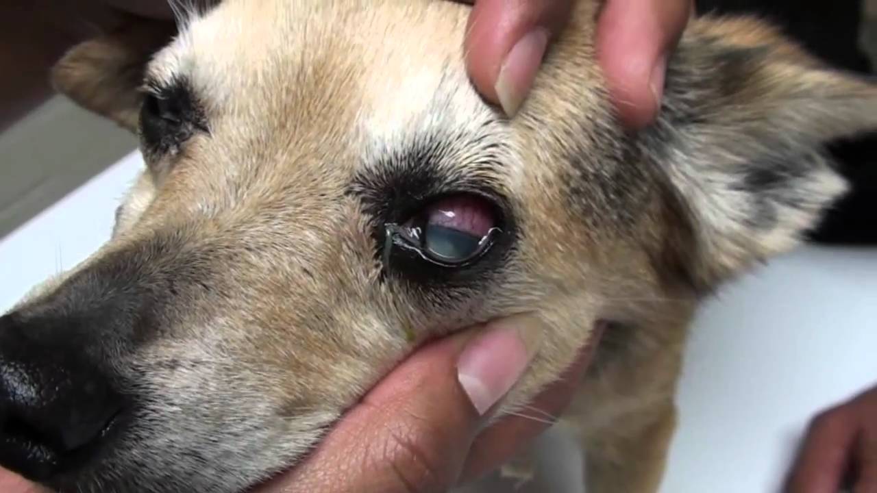 A kutyák szemén kialakuló zöldhályog veszélyei