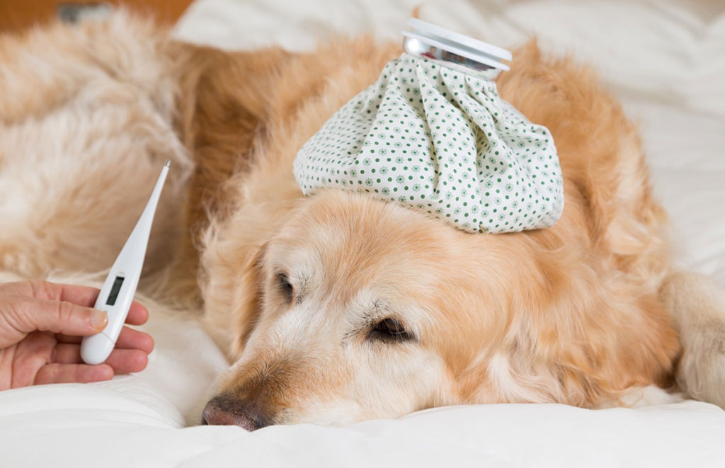 Fontos a Lyme-kór megelőzése kutyáknál